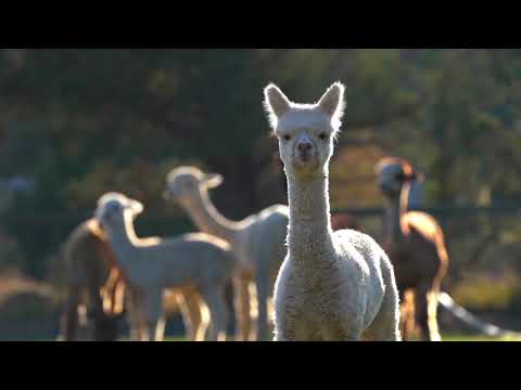 Alpaca Tips From a Competition Judge featuring Amanda VandenBosch
