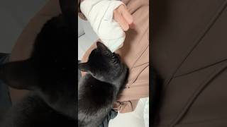 【黒猫】骨折した飼い主とギプスが硬くて気持ちいい黒猫
