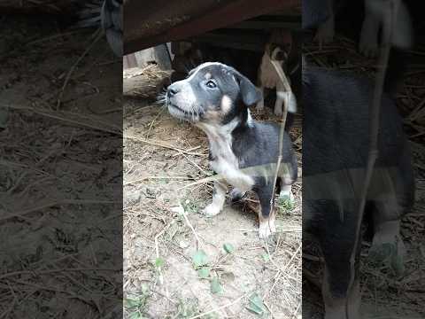 @krishik6549 #😭 অবশেষে এদের খুঁজে পেলাম#কুকুরের বাচ্চা খোঁজার মিশনে বেরিয়েছি#পাপ্পি গুলো ভালো আছে