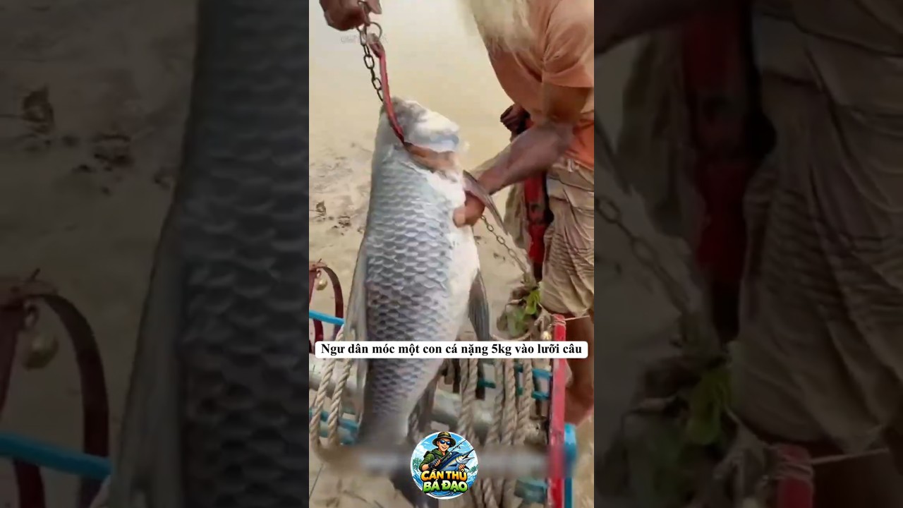 Người ngư dân mắc 1 con cá nặng 5kg vào lưỡi câu và thả xuống sông
