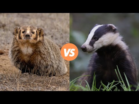 American Badger Vs European badger