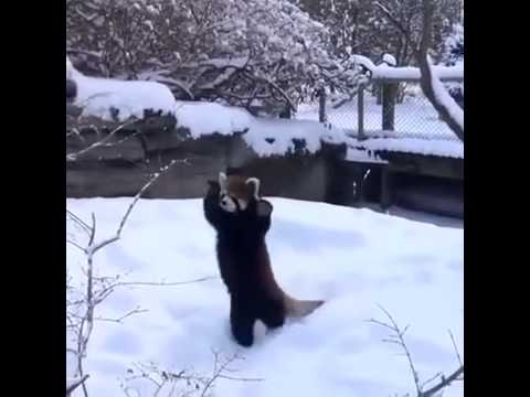 Red Panda enjoying the Snow