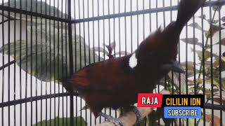 Download lagu CILILIN GACOR Ngerol cocok masteran Murai batu cucak ijo cendet konin || RAJA CILILIN IDN mp3