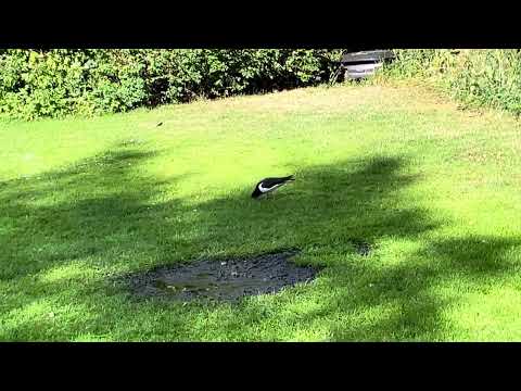 Strandskata på Skansen 30 juni 2025 Tingsvallen