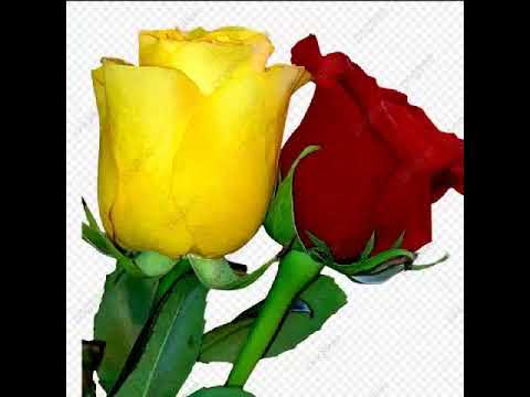 أجمل الورود بالألوان
