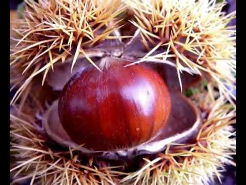 Learn Italian Language Vocabulary: Chestnut(s)/Castagna(e) #Chestnuts #TreeNuts #Christmas #Autumn
