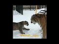 Cougar and Tiger amazing confrontation // Cougar VS Tiger