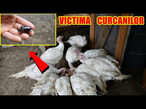, title : 'CURCANII AU FĂCUT O VICTIMĂ !⚠️ Creșterea și curățenia curcanilor albi pentru carne 🦃🦃'