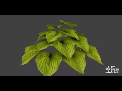 Poznaj rośliny MyGreenSpace - Funkia, cz.2