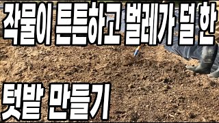 흙에 이것을 뿌리면 벌레가 사라지고 작물이 튼튼하게 잘자라서 대박납니다!