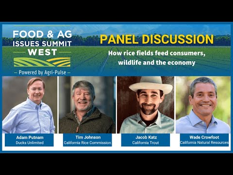 How rice fields feed consumers, wildlife and the economy