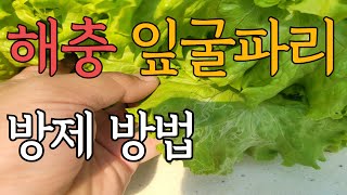 잎굴파리 방제 방법!
