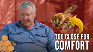 Is it Time to Move to Management? Varroa Mite Update | The Bush Bee Man