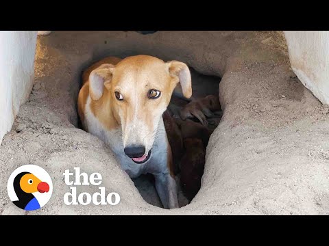Mama Dog And Puppies Were Found In A 122-Degree Desert | The Dodo Faith = Restored