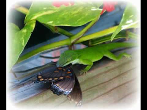 YouTube Video 53r2HD8IjyA