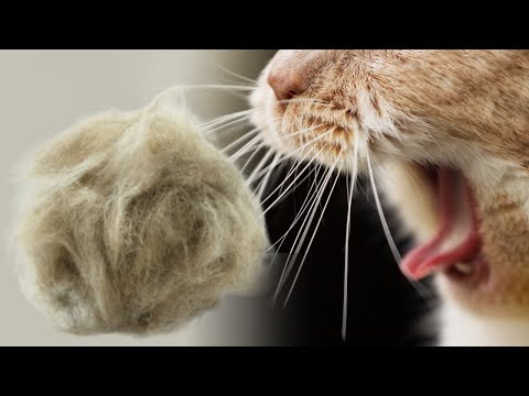 YouTube video about: Can cats die from hairballs?