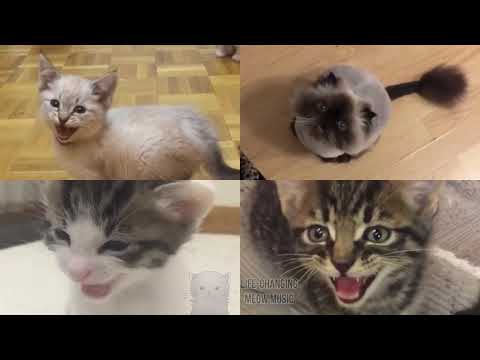 Kirby Theme Song but Cats Sung It (Cats Version Cover)