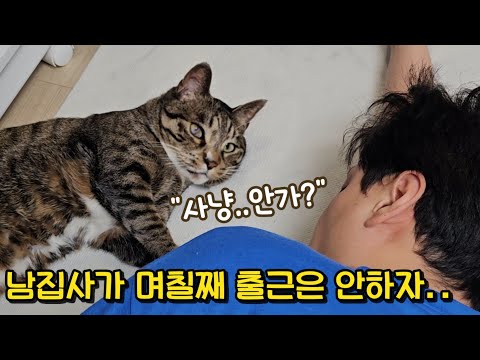 매일 퇴근하는 남집사를 기다리던 고양이, 남집사가 계속 집에만 있었더니..