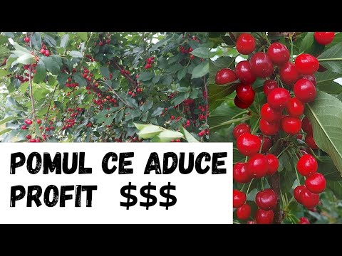 Descoperirea motivului surprinzător pentru care nu avem livezi de VIȘIN!