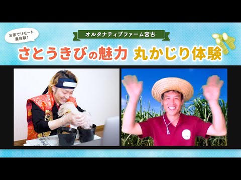 沖縄 宮古島 オンライン サトウキビの栽培 黒糖作りまで サトウキビの魅力丸かじり 体験 アクティビティジャパン 沖縄 宮古島 オンライン サトウキビの栽培 黒糖作りまで サトウキビの魅力丸かじり 体験 アクティビティジャパン