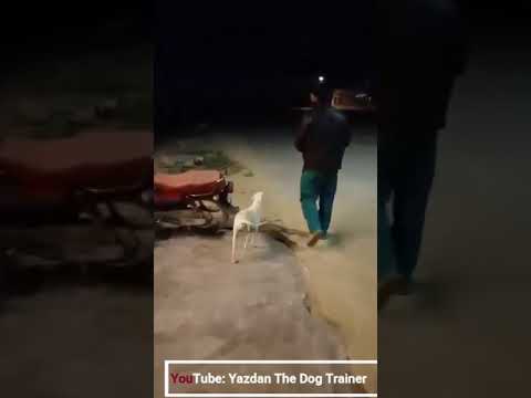 My Female Dog Give Birth To 10 Puppies. Yazdan The Dog Trainer