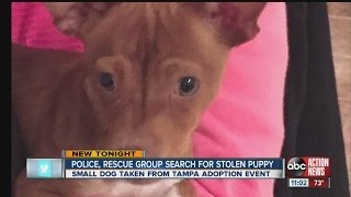 Police hunt for Churro, a chihuahua-dachschund mix (chiweenie hybrid) stolen from Dogma Pet Rescue