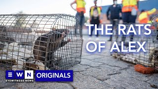 "They are not scared of people" - Dealing with the rat infestation in Alexandra