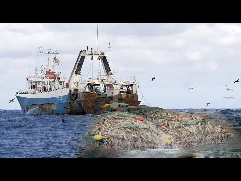Big Net fishing, Trawler fishing in the Sea - Factory Processing on a frozen fishing boat #03
