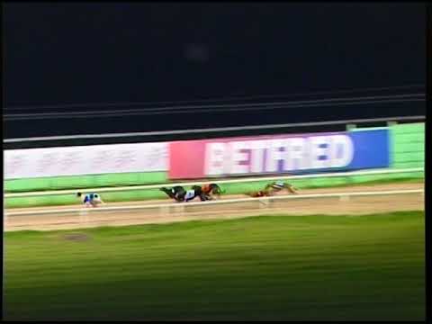 2017 GREYHOUND MEDIA GROUP PUPPY CLASSIC FINAL - T2 WILDFIRE LORD