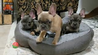 Video preview image #1 French Bulldog Puppy For Sale in BITTER LAKE, WA, USA