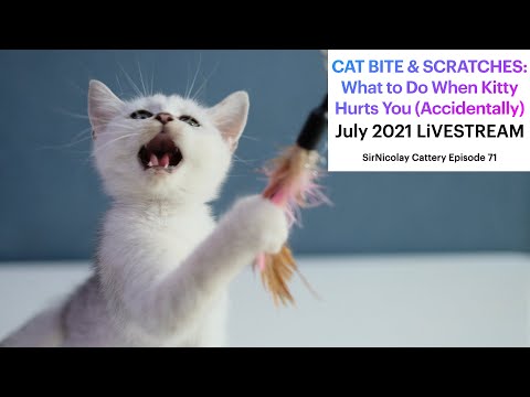 Cat Bite and Scratches: What to Do When Kitty Hurts You Accidentally