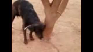 preview picture of video 'Cachorros envenenados 10'