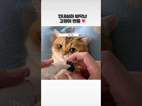 인내심이 바닥난 고양이 반응