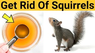 How to Get Rid Of Squirrels in Attic and Walls Naturally Without Killing Them – DIY Remedy