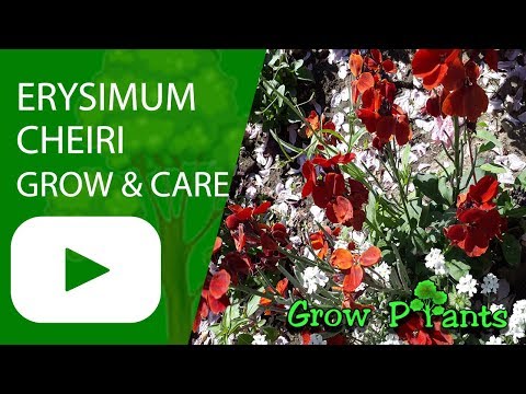download lagu mp3 mp4 Erysimum Cheiri Seeds, download lagu Erysimum Cheiri Seeds gratis, unduh video klip Erysimum Cheiri Seeds