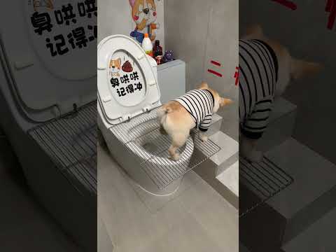 Whenever I saw me recording it, it would turn its face aside. Haha…French Bulldog Daily Record of