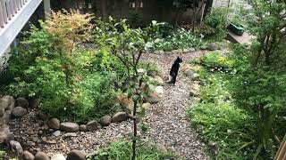 A little garden with a cat - Kana Shimizu