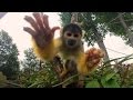 Monkey Wants GoPro London Zoo Black Capped Squirrel Monkeys