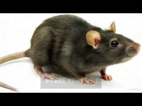 EN SIK YAŞANAN 10 FOBİ VE PSİKOLOJİK NEDENLERİ?