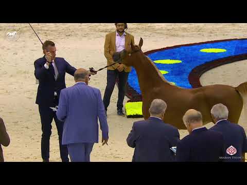 N 33 SHUMOOS AL HAWAJER   Dubai Arabian Horse Show 2020   Yearling Fillies Class 2B