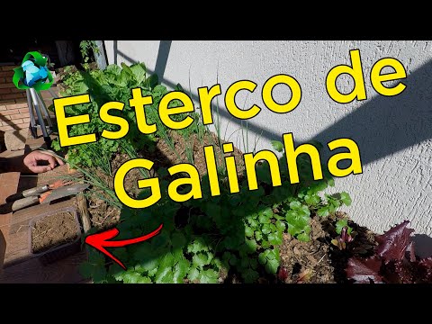 See the POWER of CHICKEN MANURE on PLANTS