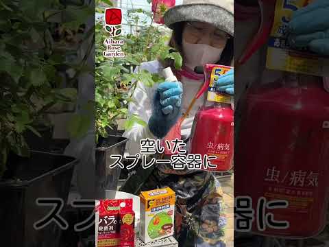 病気 バラの茂み 黒い斑点 真菌の病気により葉が黄色くなり、最終的には落ちます