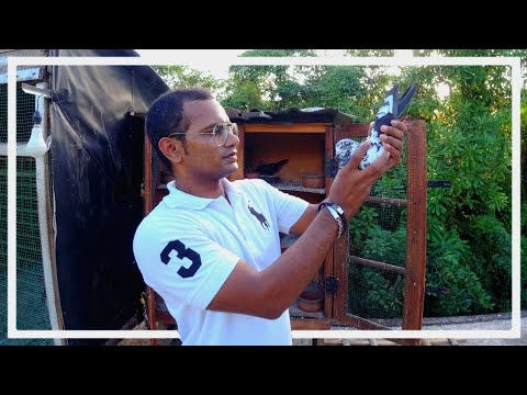 පරණ ආරේ ඉන්දියන් වංශ ඉන්න සුපිරි පරවි කොටුවක්. 🇱🇰🕊️