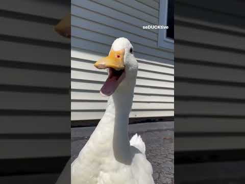 , title : 'Quack, quack (cute duck)'