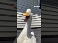 Quack Quack Cute Duck