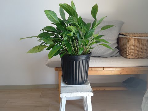 葉が黄色くなったスパティフィラムの手入れ方法は？原因は何ですか?  庭園