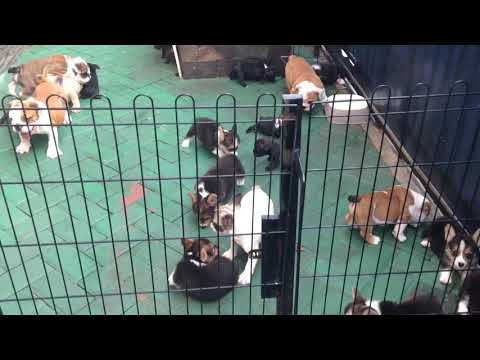 Bullpawz Bulldogs Jogja