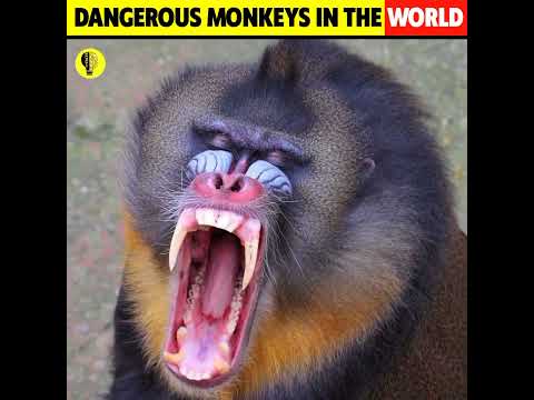 Most Dangerous Monkeys in the World | Gelada Monkey | Mandrills | Baboons | Holo Facts |#shorts