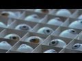 The Glass Eye Maker - Jost Haas (Documentary)