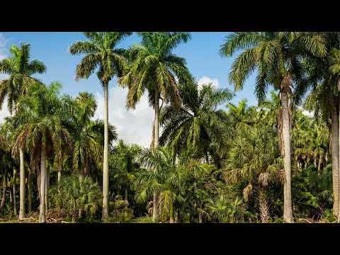 TROPICAL MIAMI PALMS & FLORIDA DREAM 4K Relaxing Oil Painting - No Music - Background for TV